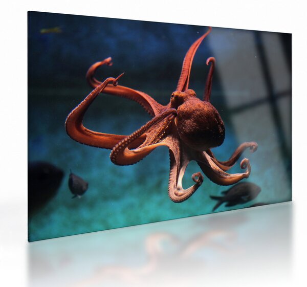Üveg kép - Octopus (70x50 cm)