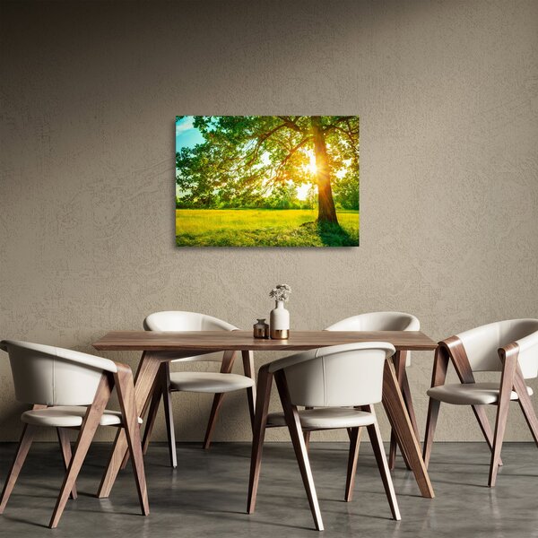 Üveg kép - Sunny Forest (70x50 cm)