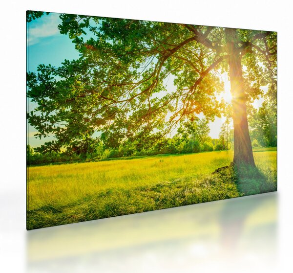 Üveg kép - Sunny Forest (70x50 cm)