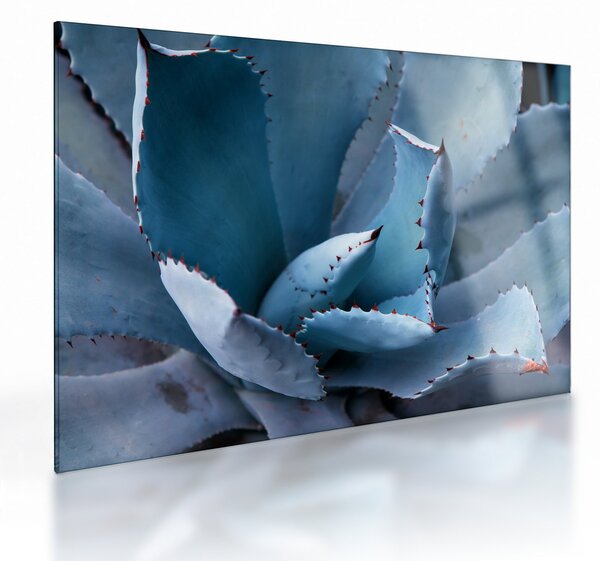 Üveg kép - Agave (70x50 cm)