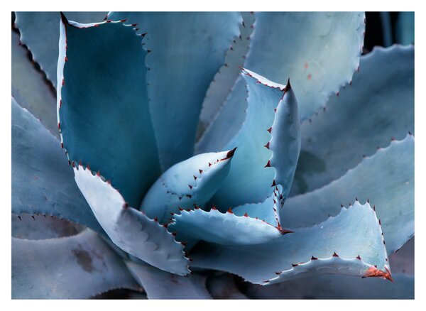 Üveg kép - Agave (70x50 cm)