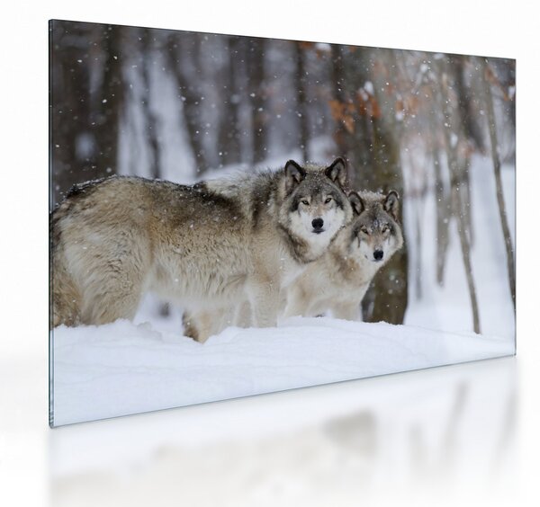 Üveg kép - Farkasok télen (70x50 cm)