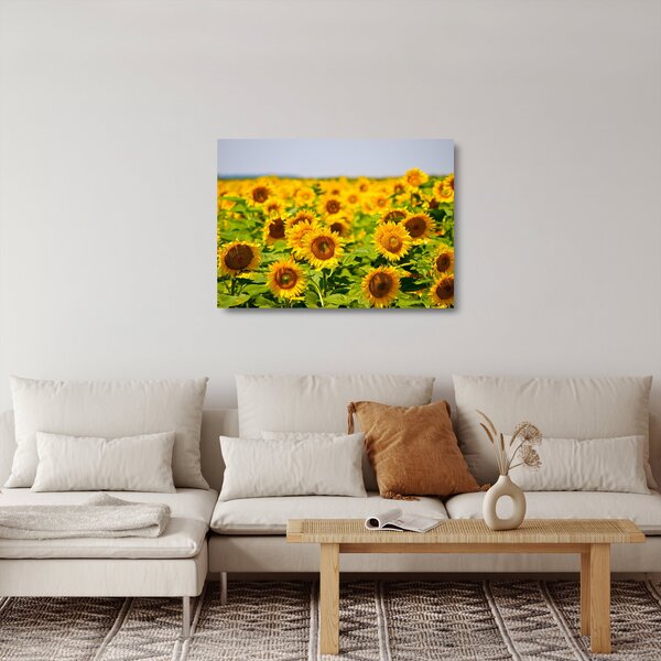 Üveg kép - Napraforgók (70x50 cm)