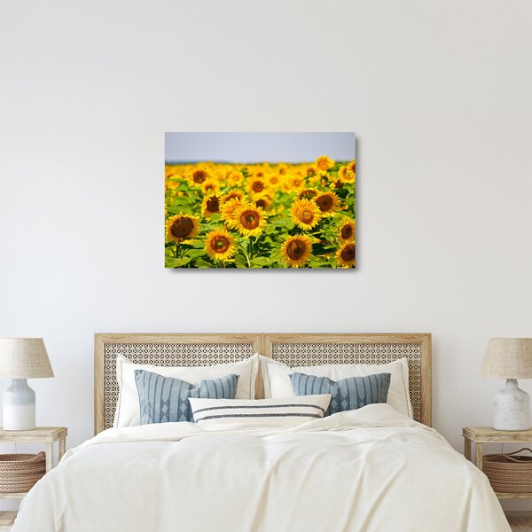 Üveg kép - Napraforgók (70x50 cm)