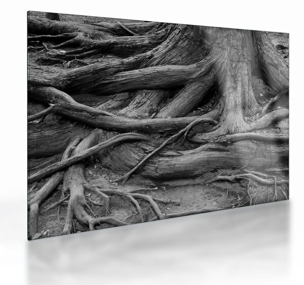 Üveg kép - A fa gyökerei (70x50 cm)
