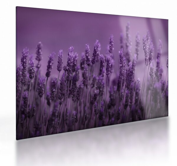 Üveg kép - Levendula (70x50 cm)
