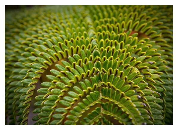 Üveg kép - Fern (70x50 cm)