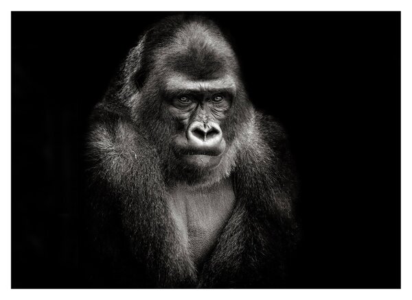 Üveg kép - Gorilla (70x50 cm)