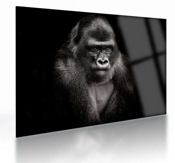 Üveg kép - Gorilla (70x50 cm)