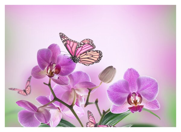 Üveg kép - Pillangó orchidea virágon, lila (70x50 cm)