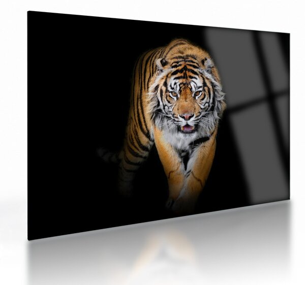 Üveg kép - Tigris (70x50 cm)
