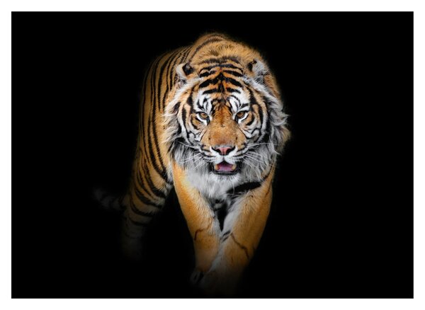 Üveg kép - Tigris (70x50 cm)