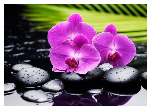 Üveg kép - Orchideák (70x50 cm)