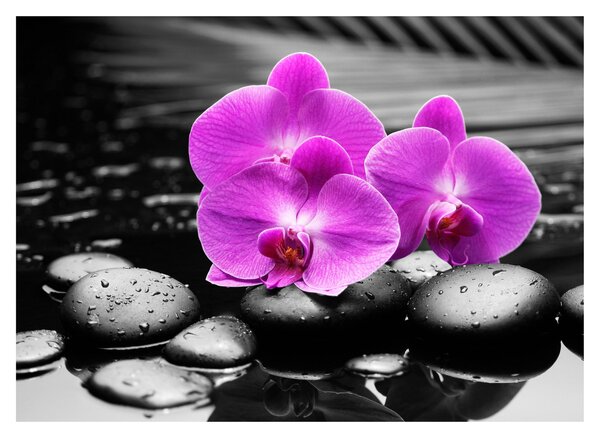 Üveg kép - Lila orchideák (70x50 cm)