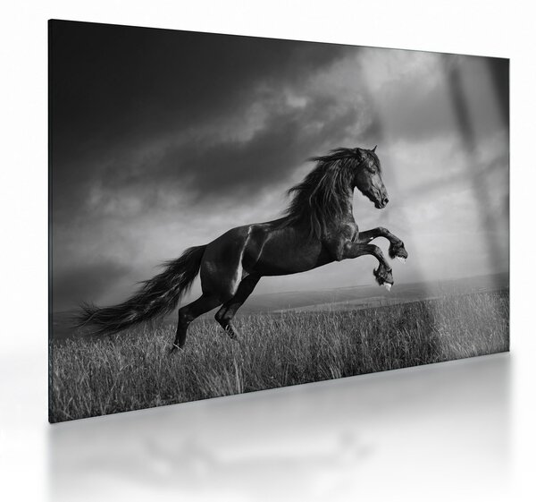 Üveg kép - Fekete-fehér ló (70x50 cm)