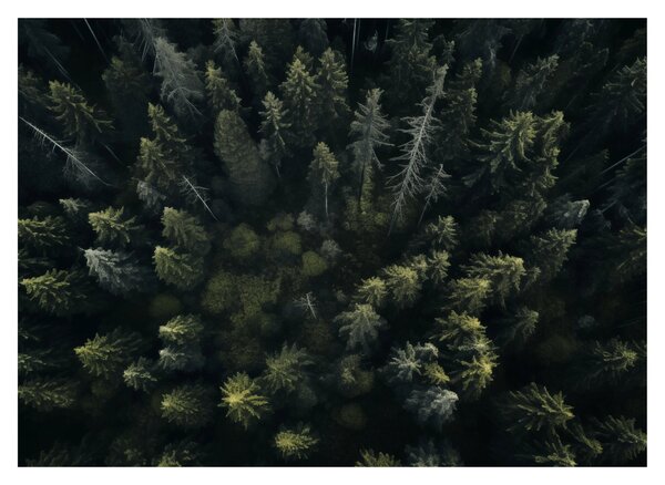 Üveg kép - Forest (70x50 cm)