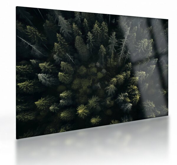 Üveg kép - Forest (70x50 cm)