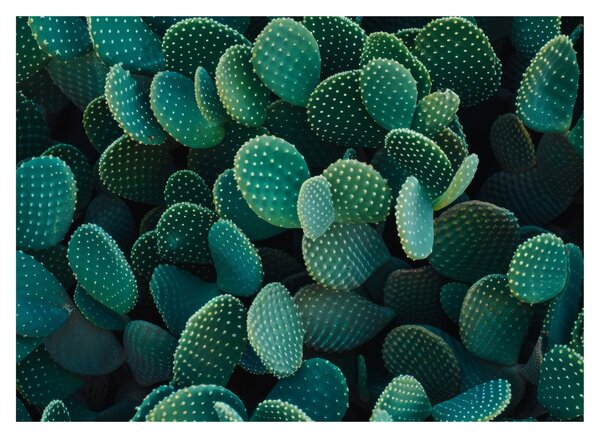 Üveg kép - Opuntia (70x50 cm)