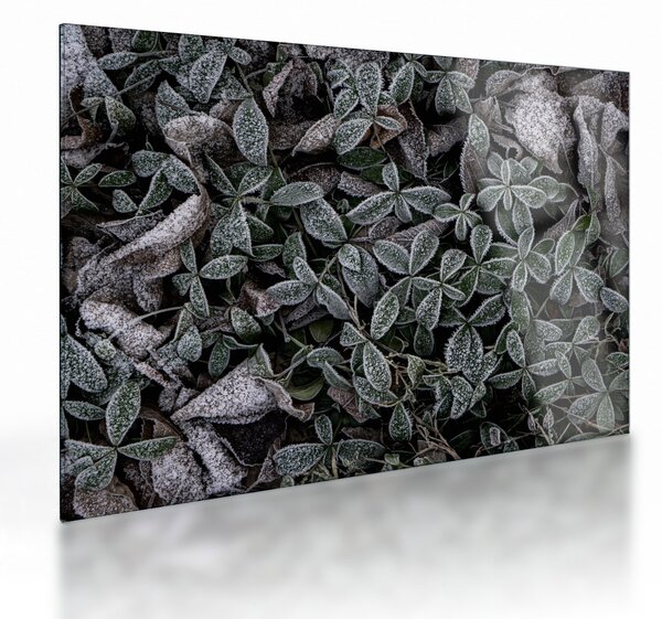 Üveg kép - Fagyasztott növények (70x50 cm)