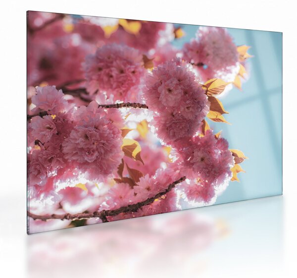 Üveg kép - Cseresznyevirág (70x50 cm)