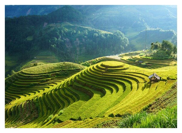 Üveg kép - Rice Terraces koncert (70x50 cm)