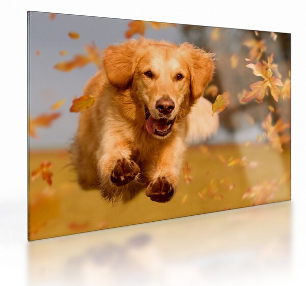 Üveg kép - Golden Retriever (70x50 cm)
