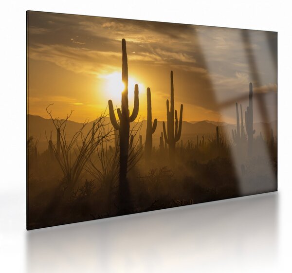 Üveg kép - Saguaro kaktuszok (70x50 cm)
