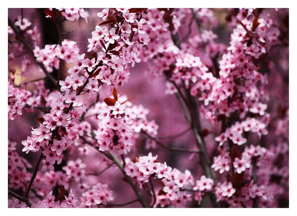 Üveg kép - Rózsaszín sakura (70x50 cm)
