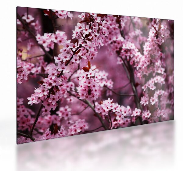Üveg kép - Rózsaszín sakura (70x50 cm)