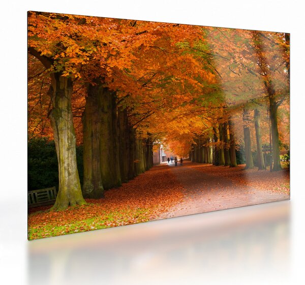Üveg kép - A Avenue of fák ősszel (70x50 cm)