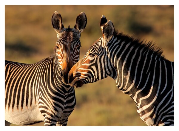 Üveg kép - Két zebra (70x50 cm)