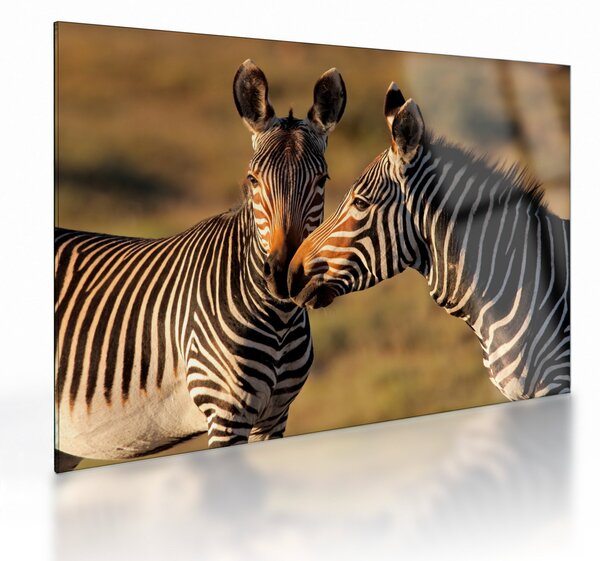Üveg kép - Két zebra (70x50 cm)