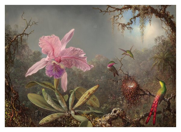 Üveg kép - Martin Johnson Heade, Cattleya Orchid and Three Hummingbirds, reprodukciók (70x50 cm)