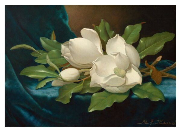 Üveg kép - Martin Johnson Heade, Giant Magnolias on a Blue Velvet Cloth, reprodukciók (70x50 cm)