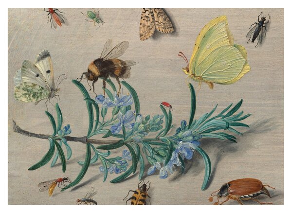 Üveg kép - Jan van Kessel the Elder, Insects and a Sprig of Rosemary, reprodukciók (70x50 cm)