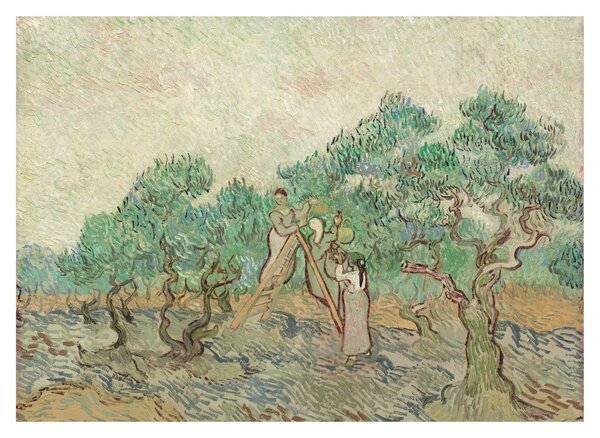 Üveg kép - Vincent van Gogh, The Olive Orchard, reprodukciók (70x50 cm)