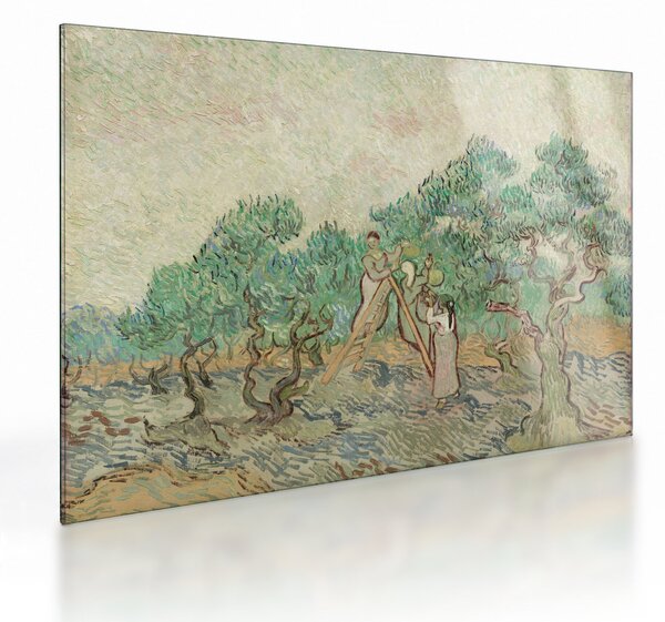 Üveg kép - Vincent van Gogh, The Olive Orchard, reprodukciók (70x50 cm)