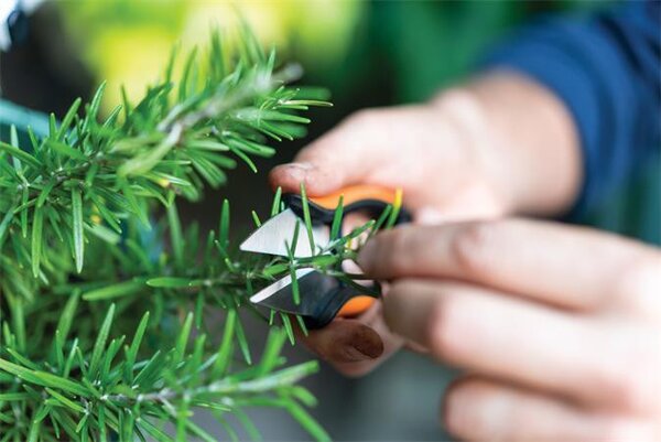 Fűszervágó olló, FISKARS Solid™ SP220 (IF1063326)