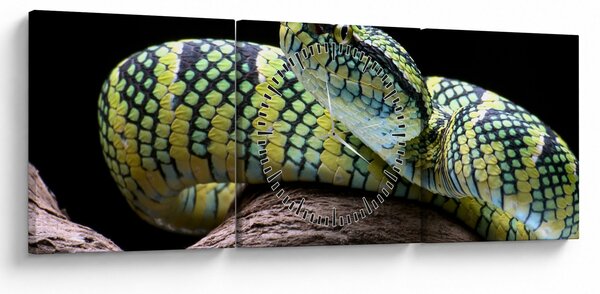 Kép - Wagler csörgőkígyó (órával) (90x30 cm)