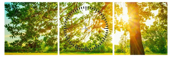 Kép - Sunny Forest (órával) (90x30 cm)