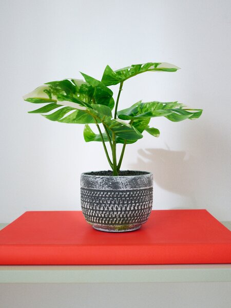 Sinsay - Okrasná rastlina v kvetináči – monstera - zöld