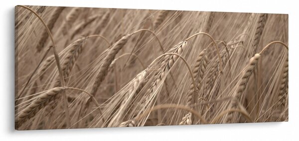 Kép - Az arany mező (120x50 cm)