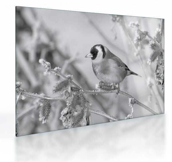 Üveg kép - Egy madár télen (70x50 cm)