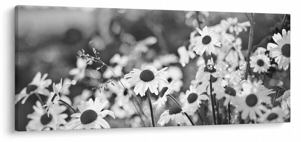 Kép - Százszorszépek (120x50 cm)