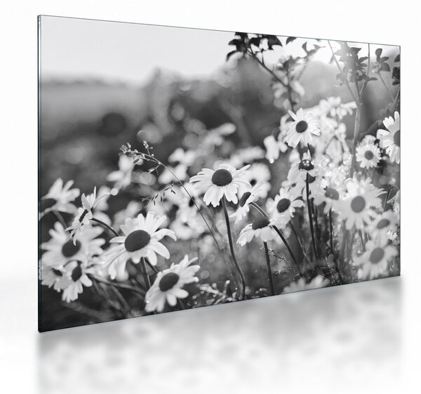 Üveg kép - Százszorszépek (70x50 cm)