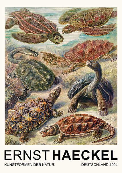 Festmény reprodukció Chelonia–Schildkröten / Turtles (Vintage Academia) - Ernst Haeckel, (30 x 40 cm)