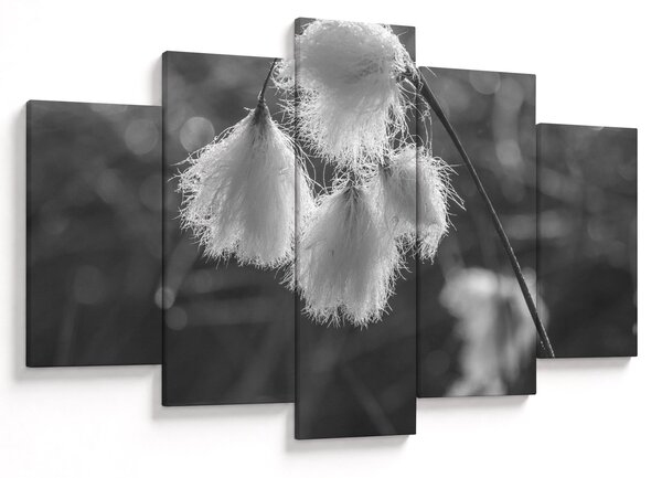 Kép - Cottongrass (150x105 cm)