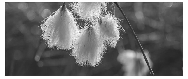 Kép - Cottongrass (120x50 cm)
