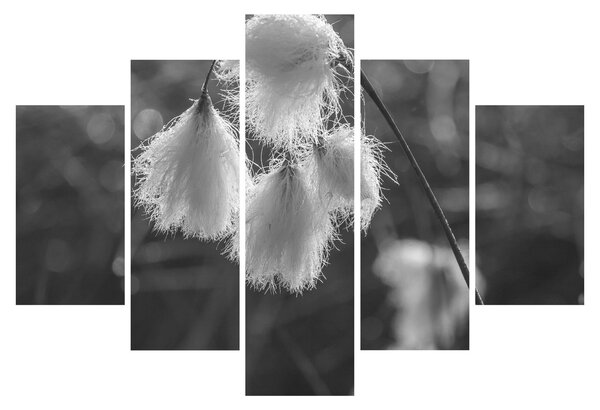 Kép - Cottongrass (150x105 cm)