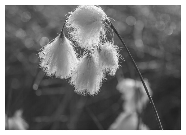 Kép - Cottongrass (70x50 cm)